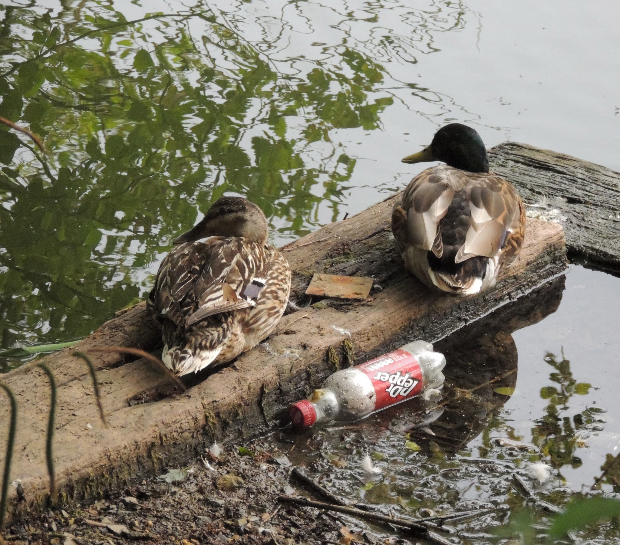 1015615_545602535499839_179106225_o