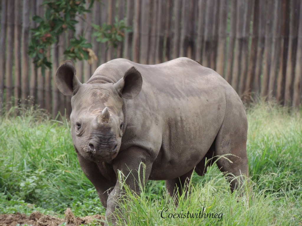 The Beginning: Rhino Orphanage&nbsp;Volunteer
