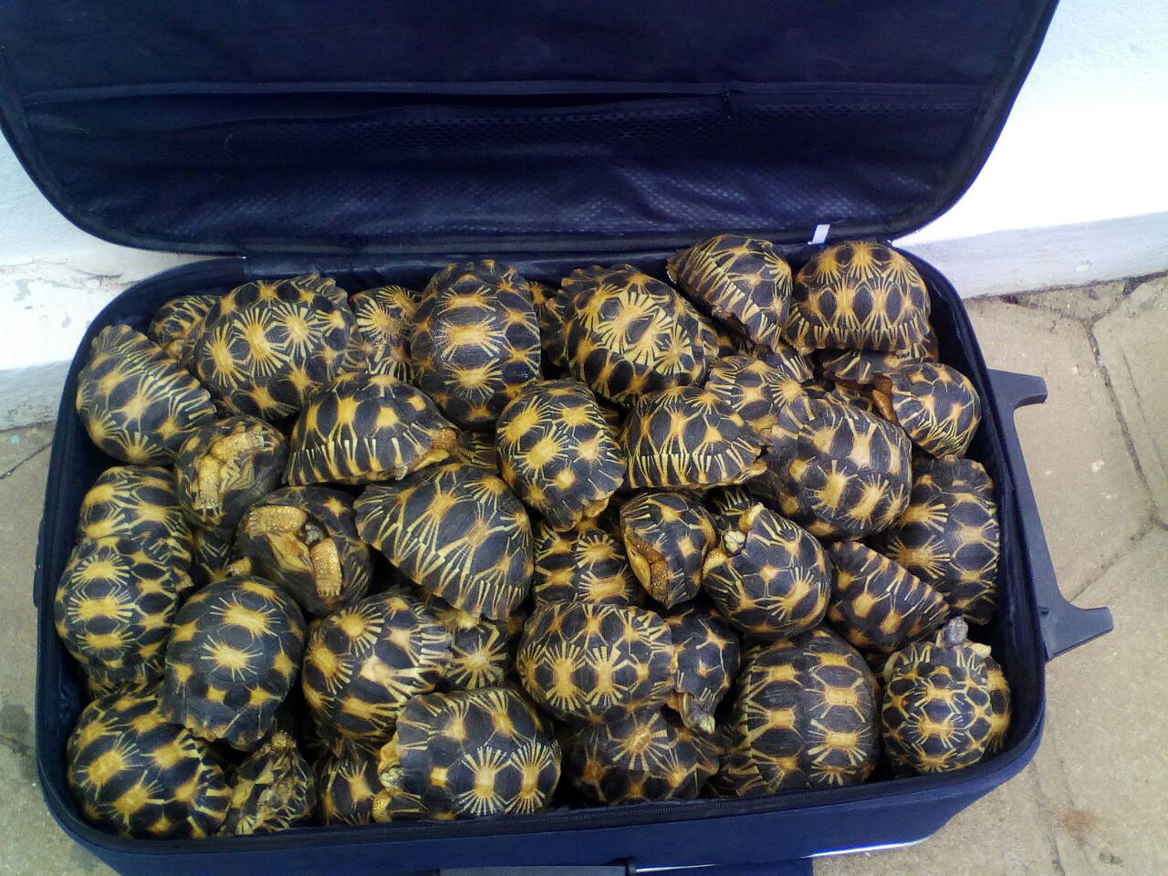 Madagascar-Reptile-Bust