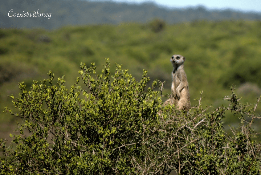 Screen Shot 2019-10-11 at 11.03.59.png