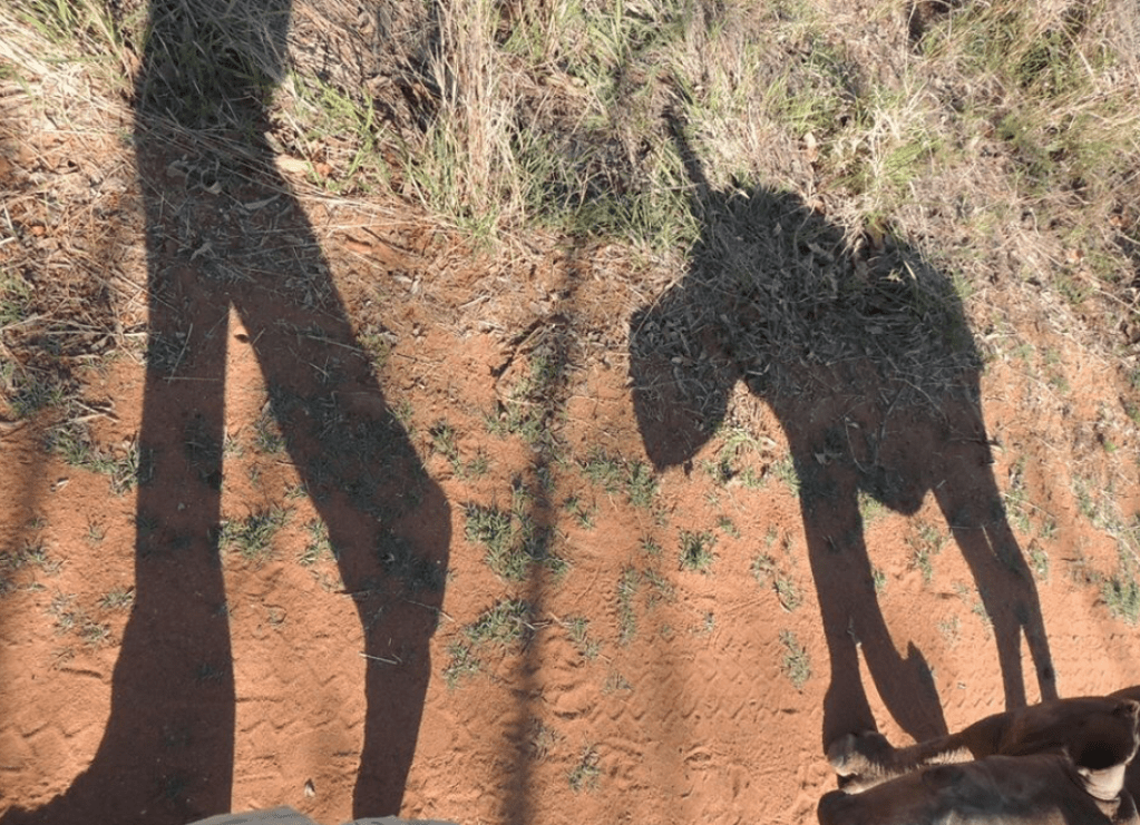 Rhino Orphans – Wild &&nbsp;Free