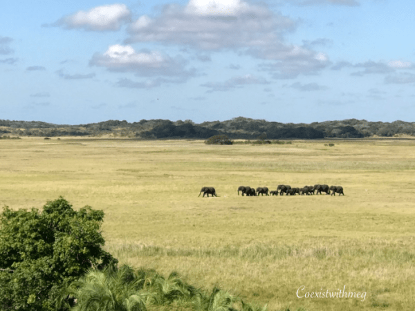 Zimbabwe Export Wild-Caught Baby&nbsp;Elephants