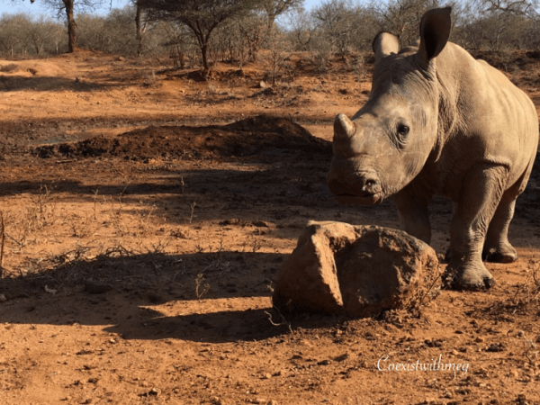 Experiencing Life Through&nbsp;Conservation