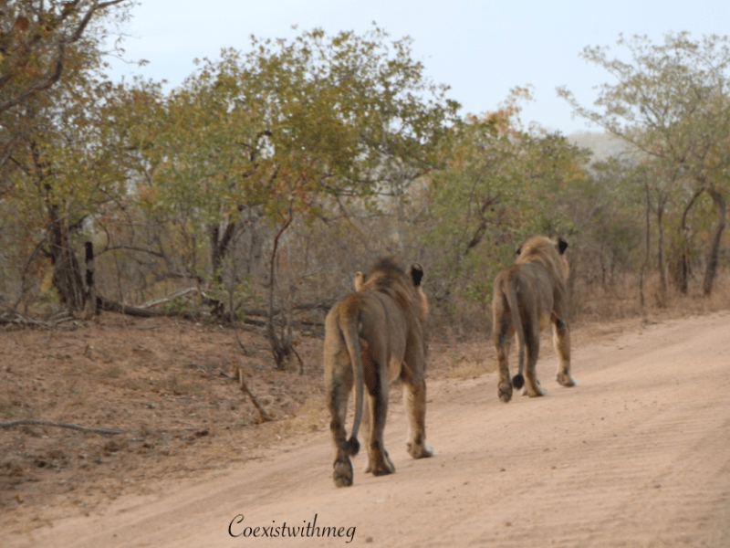 Poaching of African&nbsp;Lions