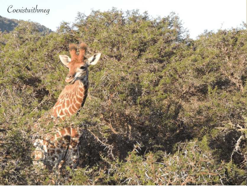 Reconnect With Nature