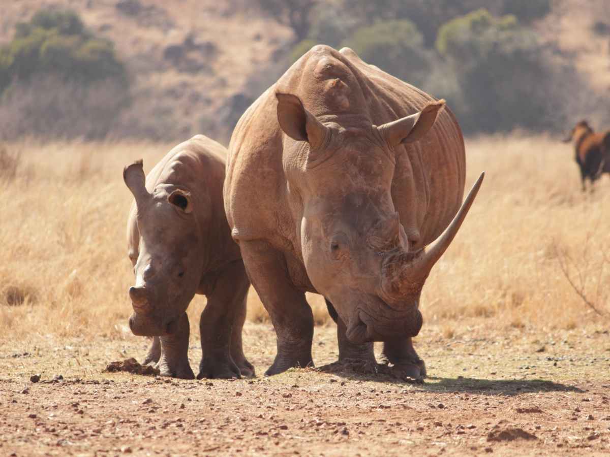 What Drives The Demand For Rhino&nbsp;Horn?