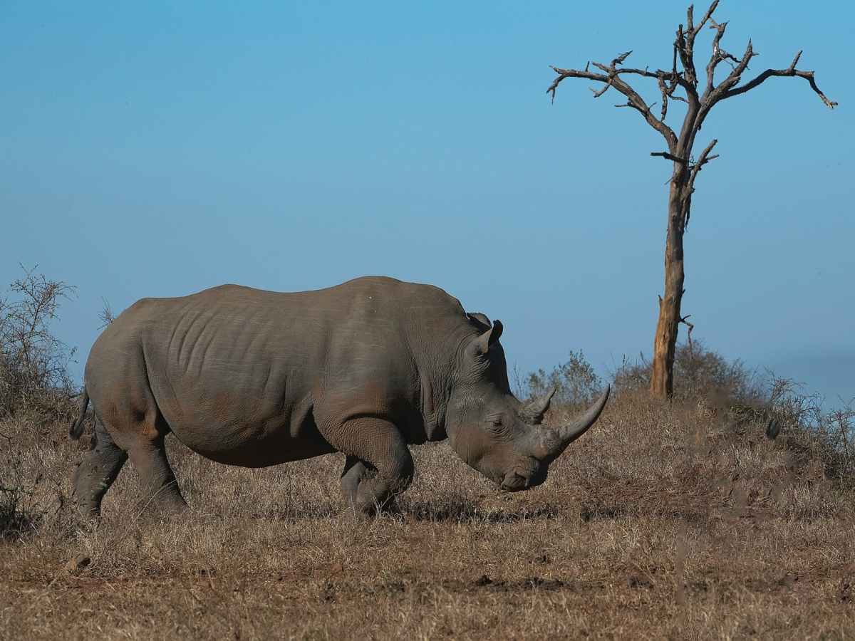 Is Kruger Still A Stronghold For Africa’s Rhino&nbsp;Population?