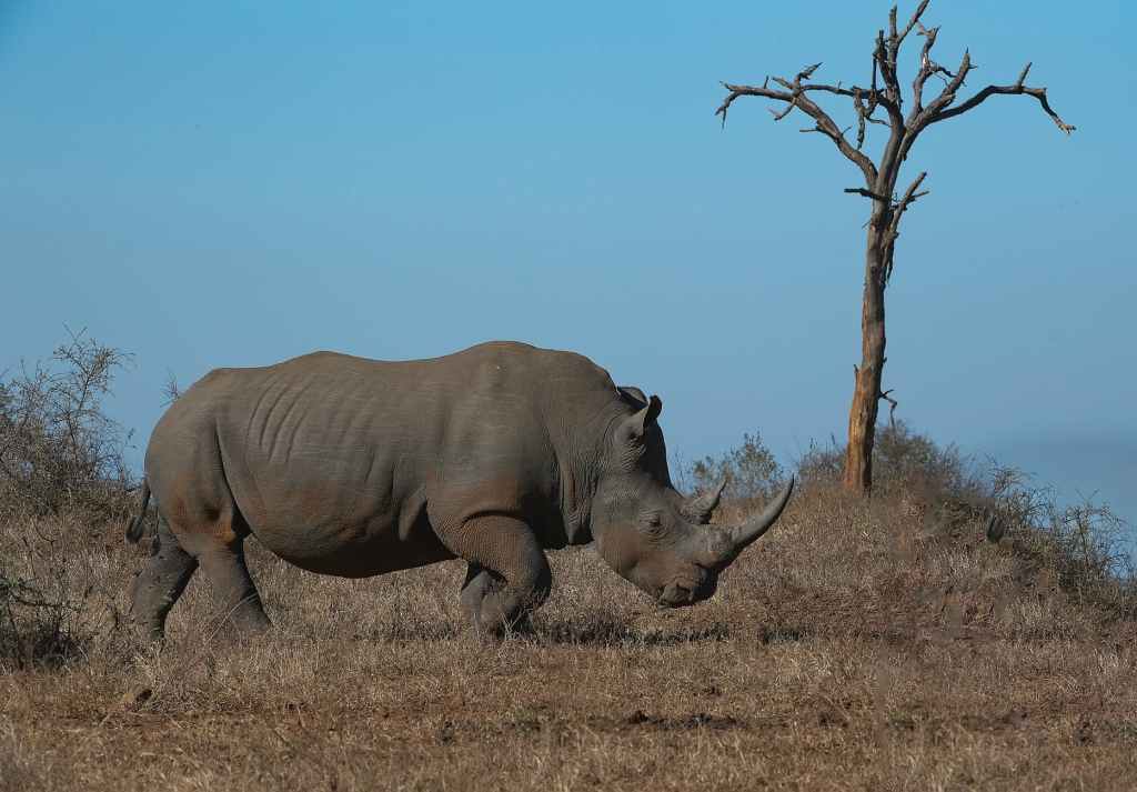Is Kruger Still A Stronghold For Africa’s Rhino&nbsp;Population?