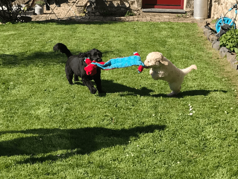 How To Socialise A&nbsp;Puppy