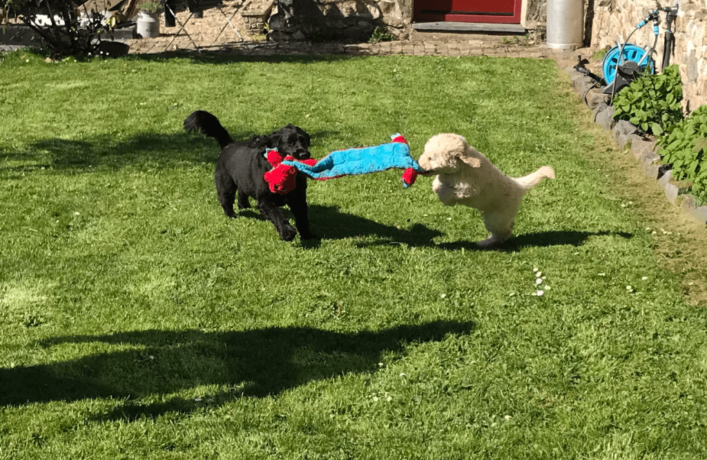 How To Socialise A&nbsp;Puppy